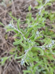 Rochelia retorta