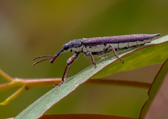 Rhinotia suturalis