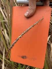 Tripsacum dactyloides