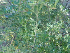 Fraxinus greggii