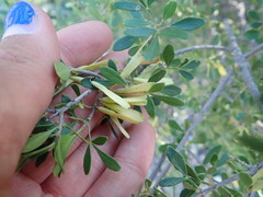 Fraxinus greggii
