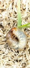 Scarabaeidae