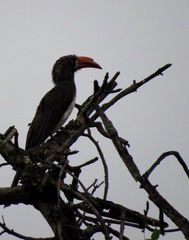 Lophoceros alboterminatus