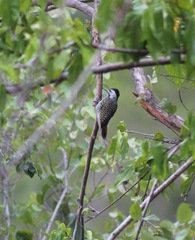 Chloropicus fuscescens