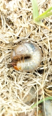 Scarabaeidae