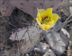 Opuntia azurea