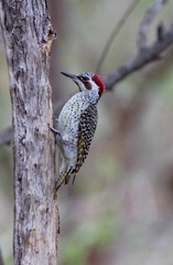 Campethera bennettii