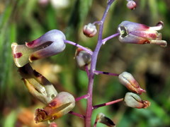 Lachenalia hirta