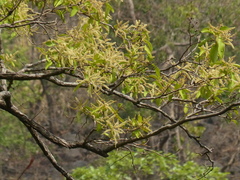 Terminalia elliptica