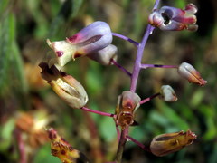 Lachenalia hirta