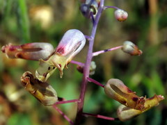 Lachenalia hirta