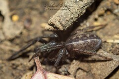 Segestria senoculata