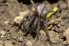 Segestria senoculata