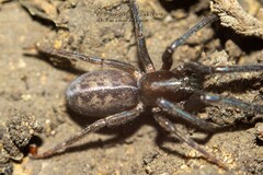 Segestria senoculata