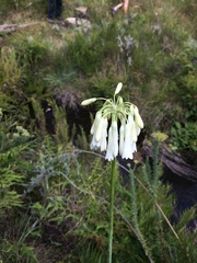 Agapanthus inapertus