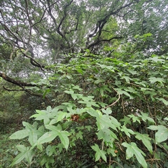 Gossypioides kirkii