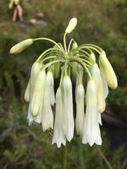 Agapanthus inapertus