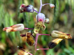 Lachenalia hirta
