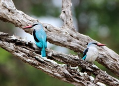 Halcyon senegalensis