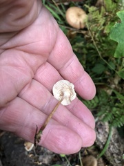 Marasmius