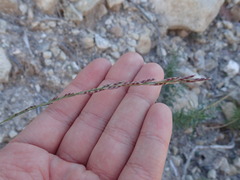 Tridens muticus muticus