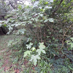 Gossypioides kirkii