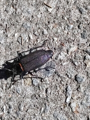 Acanthinodera cumingii