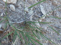 Tridens muticus muticus