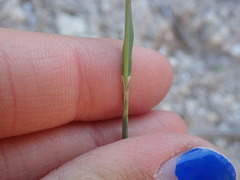 Tridens muticus muticus