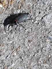 Acanthinodera cumingii