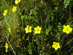 Saxifraga sphaeradena