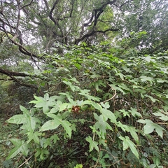 Gossypioides kirkii