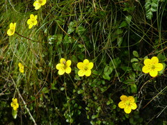Saxifraga sphaeradena