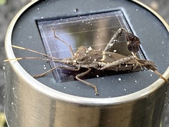 Leptoglossus zonatus