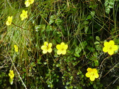Saxifraga sphaeradena