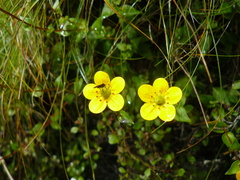 Saxifraga sphaeradena
