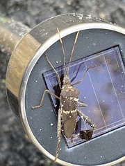 Leptoglossus zonatus