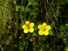 Saxifraga sphaeradena