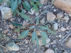 Oenothera brachycarpa