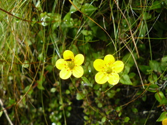 Saxifraga sphaeradena