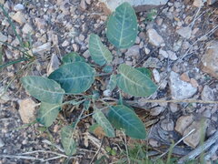 Oenothera brachycarpa
