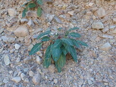 Oenothera brachycarpa