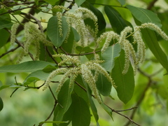 Terminalia elliptica