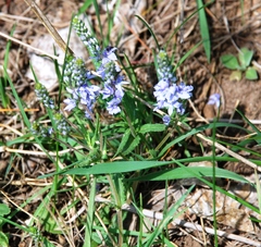 Veronica prostrata