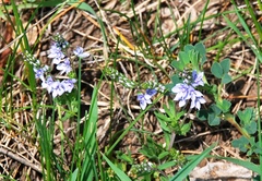 Veronica prostrata