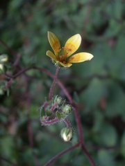 Saxifraga substrigosa