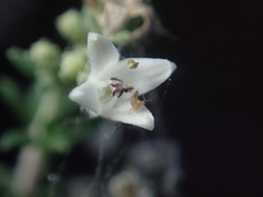 Aloysia