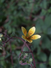 Saxifraga substrigosa