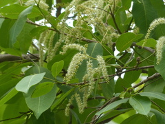 Terminalia elliptica