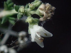 Aloysia